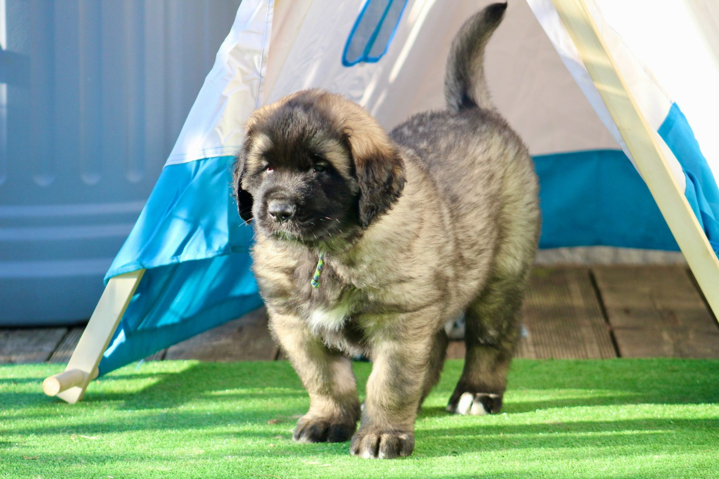 Bébés léonbergs élevés en famille disponibles à la réservation