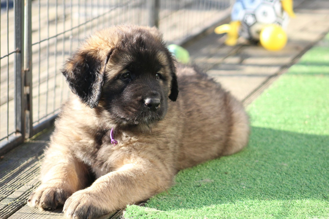 Du Chant Des Ours - Chiots disponibles - Leonberger