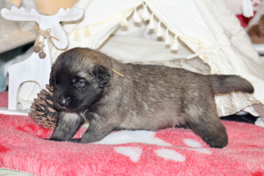 Du Chant Des Ours - Chiots disponibles - Leonberger