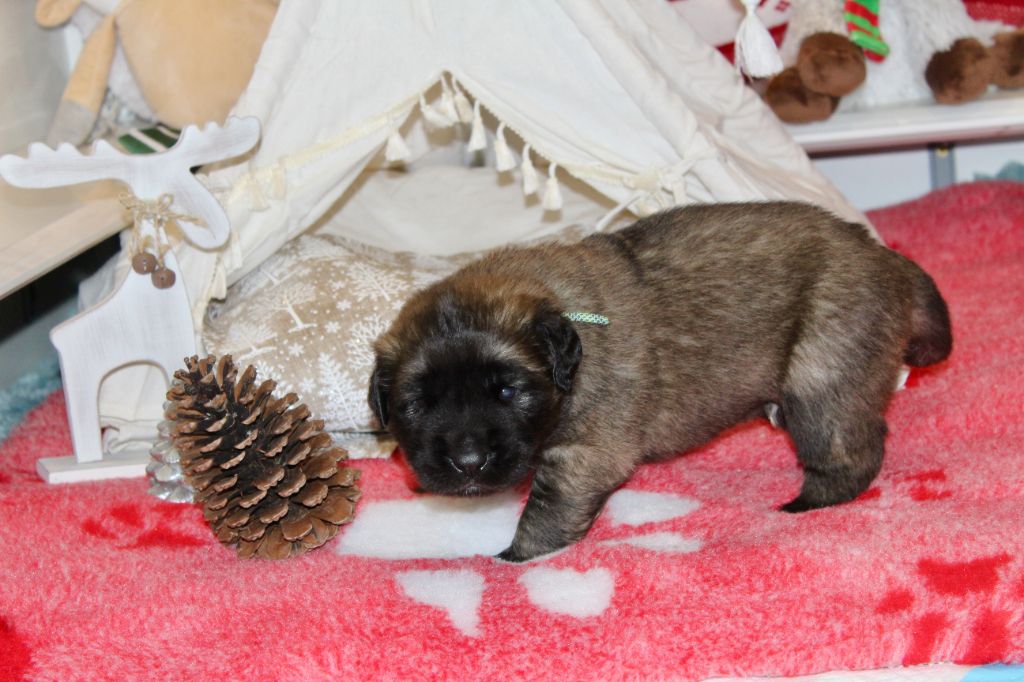 Du Chant Des Ours - Chiots disponibles - Leonberger