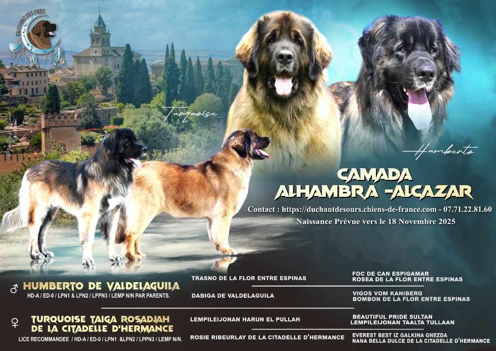 Chiot Leonberger Du Chant Des Ours