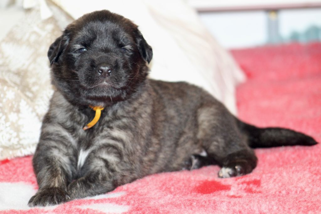 Du Chant Des Ours - Chiots disponibles - Leonberger