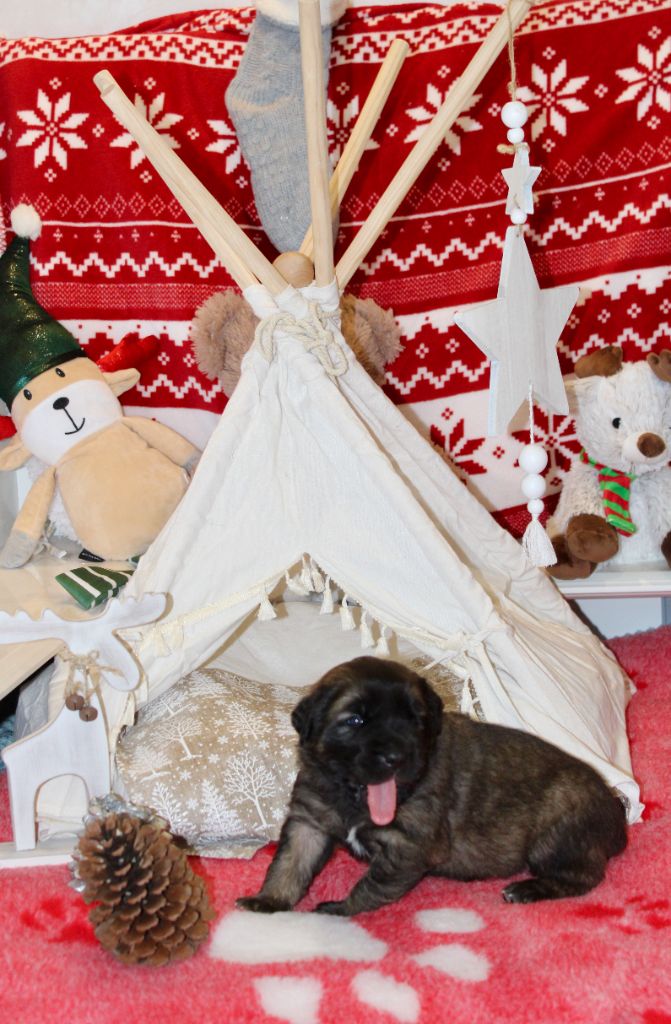 Du Chant Des Ours - Chiots disponibles - Leonberger