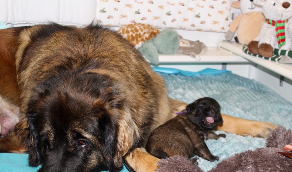 Du Chant Des Ours - Chiots disponibles - Leonberger