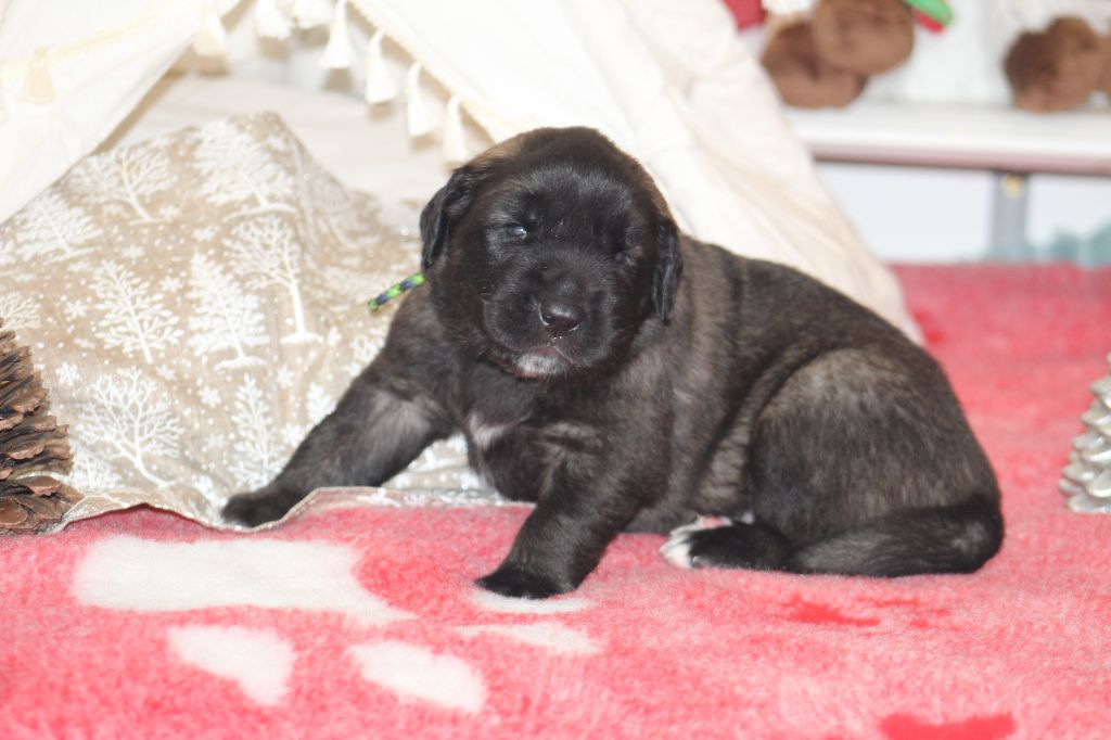 Du Chant Des Ours - Chiots disponibles - Leonberger