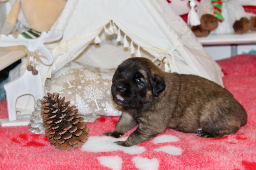 Du Chant Des Ours - Chiots disponibles - Leonberger